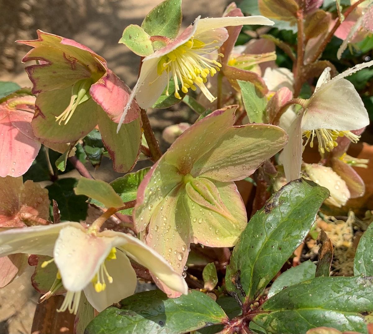 今日の花　２