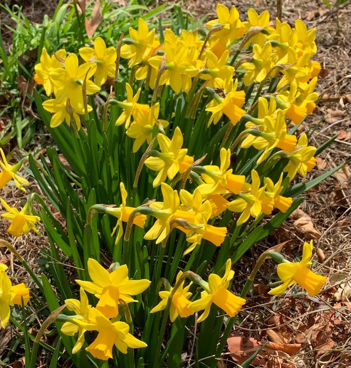 今日の花　２