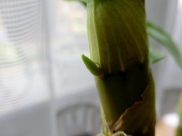 花芽と花芽？と花びらと・・・・