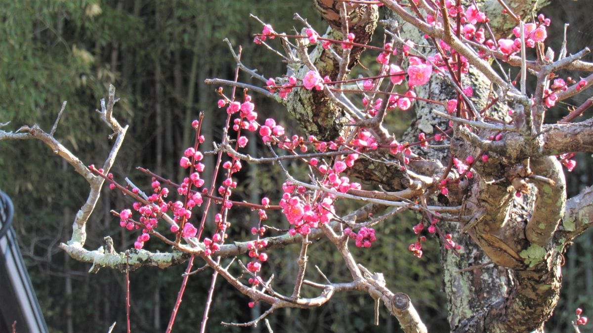 散歩道の花-紅梅