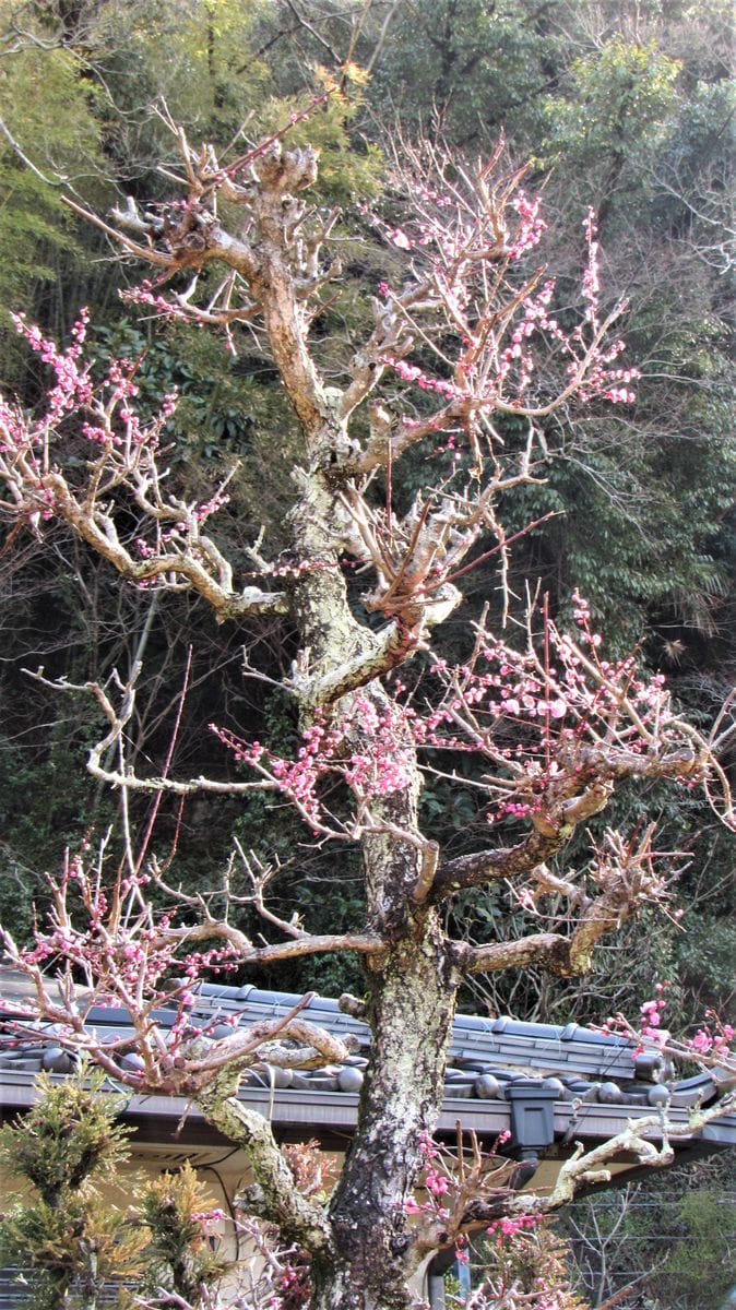 散歩道の花-紅梅