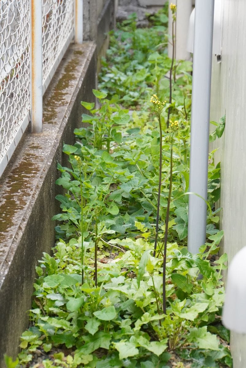 建物の周りに宝物！