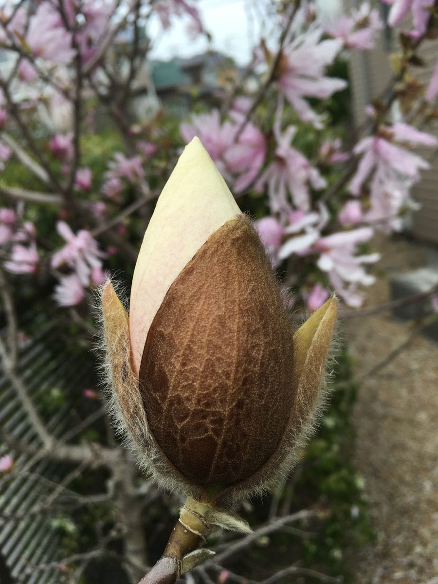 雨の降る前