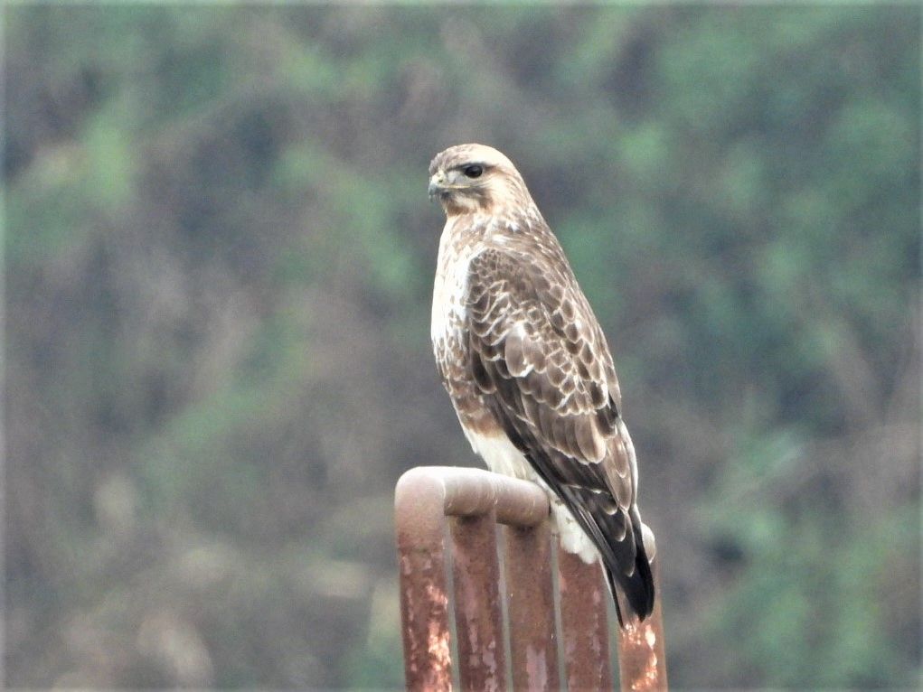 鳥三昧🐦🐦🐦