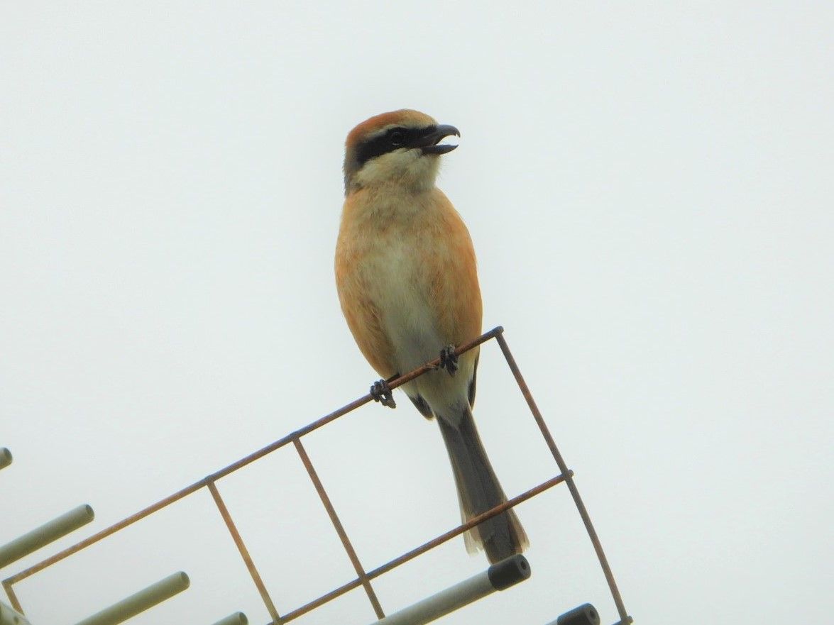 鳥三昧🐦🐦🐦