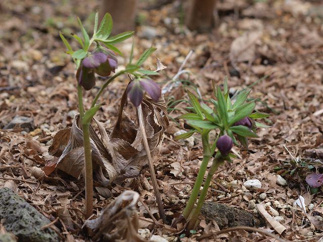 2012年・庭に咲いた花２