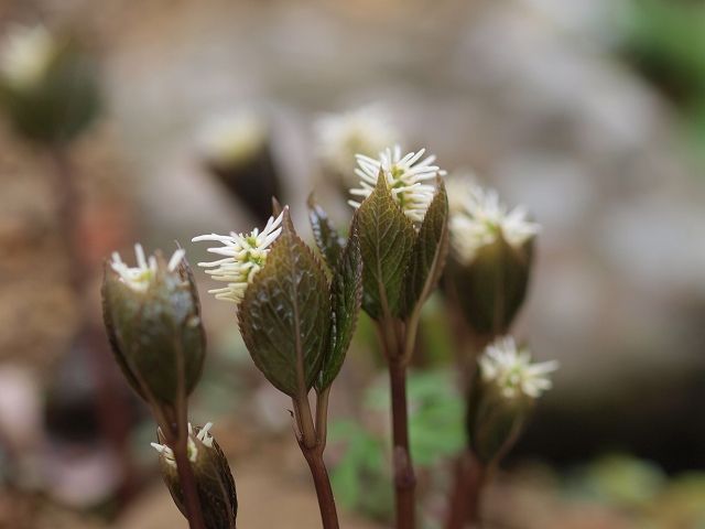 2012年・庭に咲いた花５