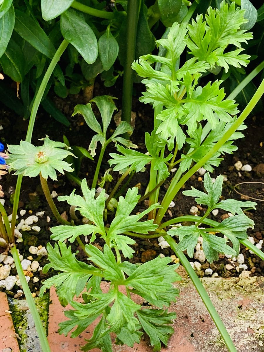 可愛いアネモネの芽🎵