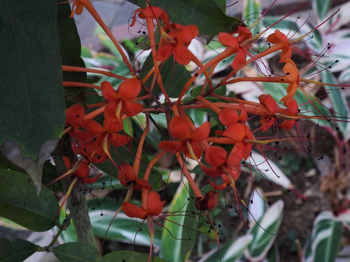 赤塚植物園