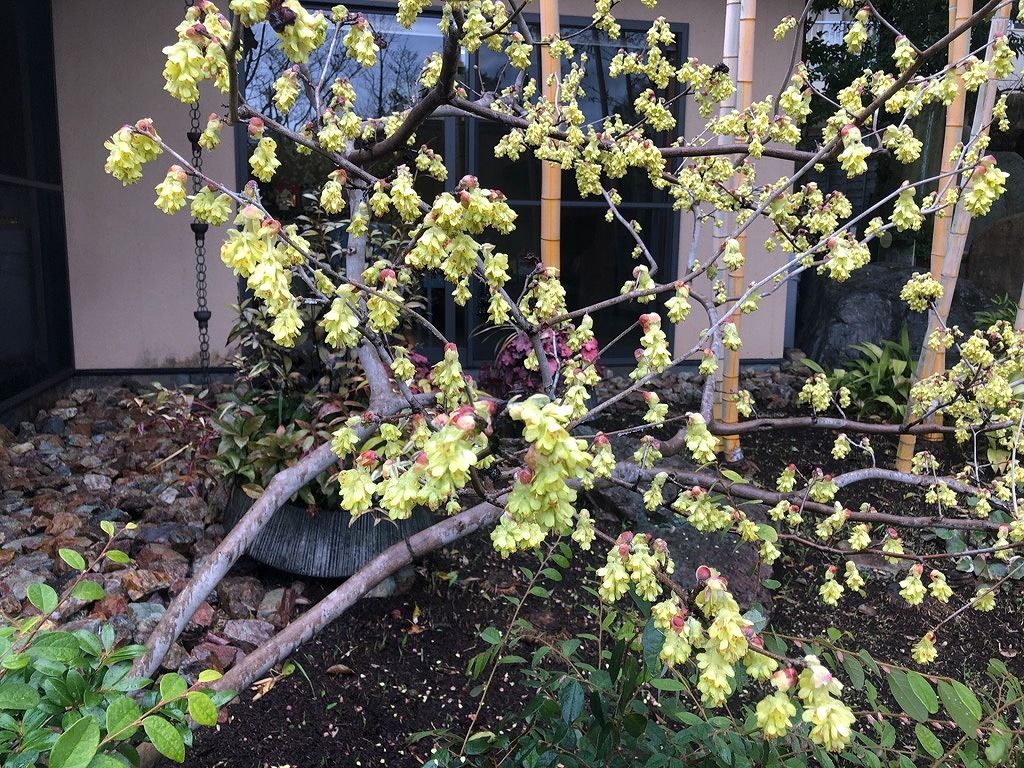 春を知らせる花木