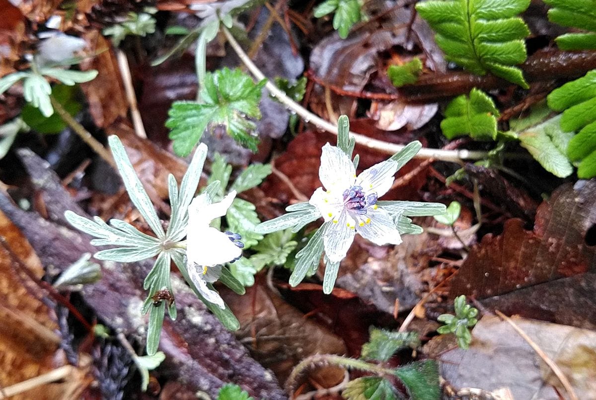 節分草の自生地