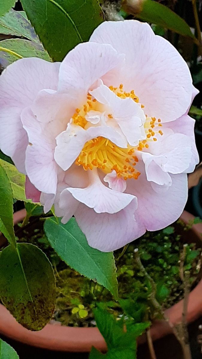 ふくおかルーバルガーデン5～春の🌸💐🌸庭たより…香り椿ハイフレグランス💖