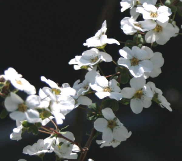 オールドカメラで花を撮る。～ユキヤナギ