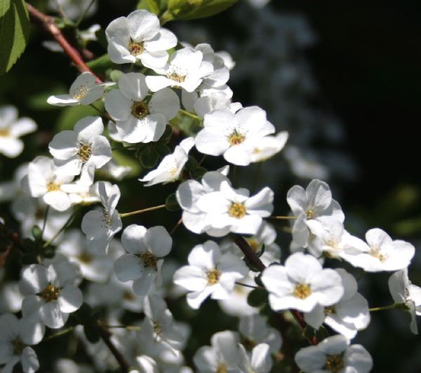 オールドカメラで花を撮る。～ユキヤナギ