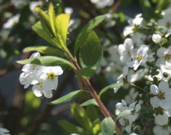 オールドカメラで花を撮る。～ユキヤナギ