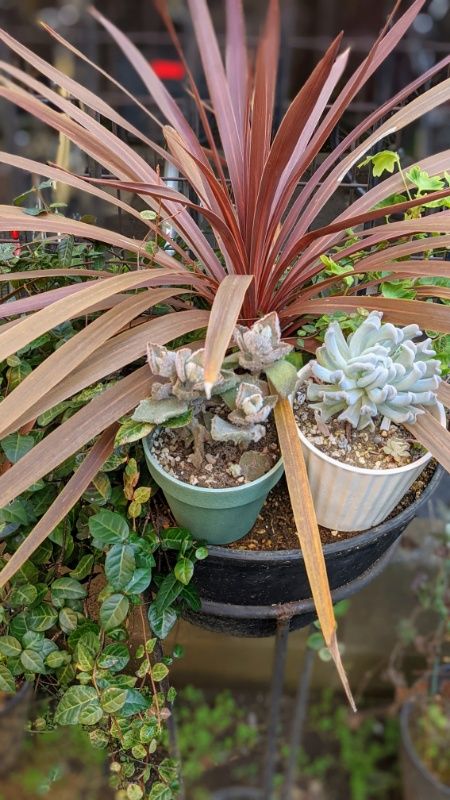 頂いた寄植えに、シルバーを加えました。