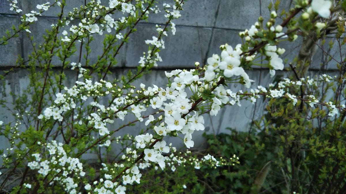 春のお花たち