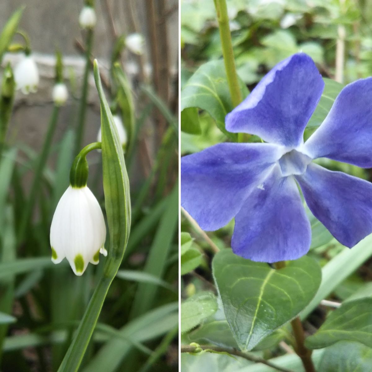 春のお花たち