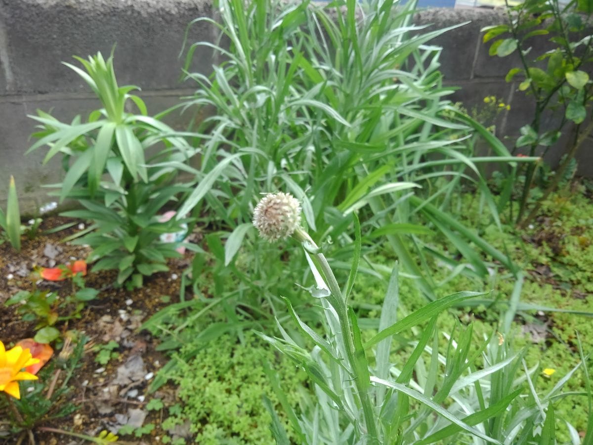 矢車草の蕾