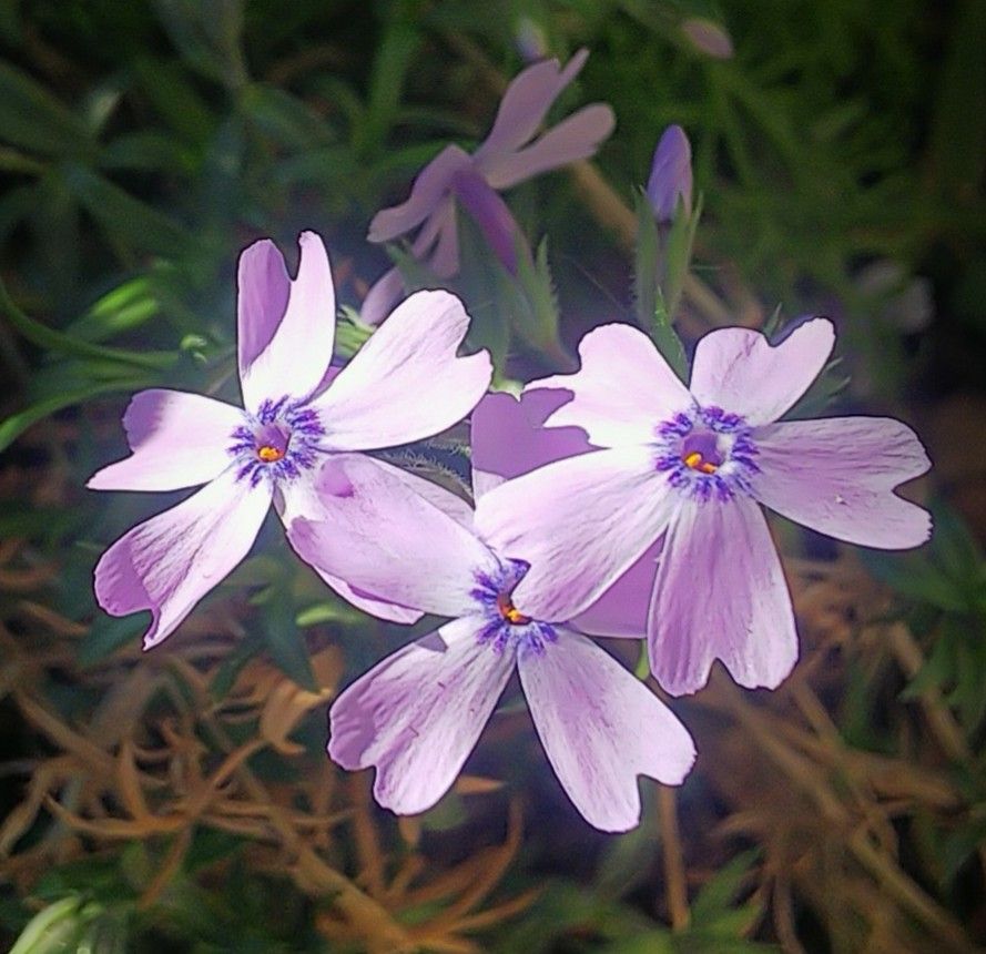 寄せ植え花壇の春