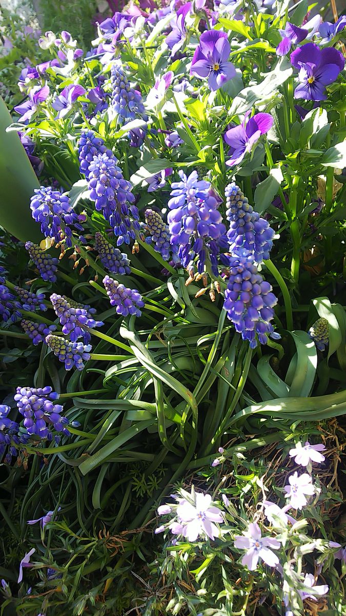 寄せ植え花壇の春