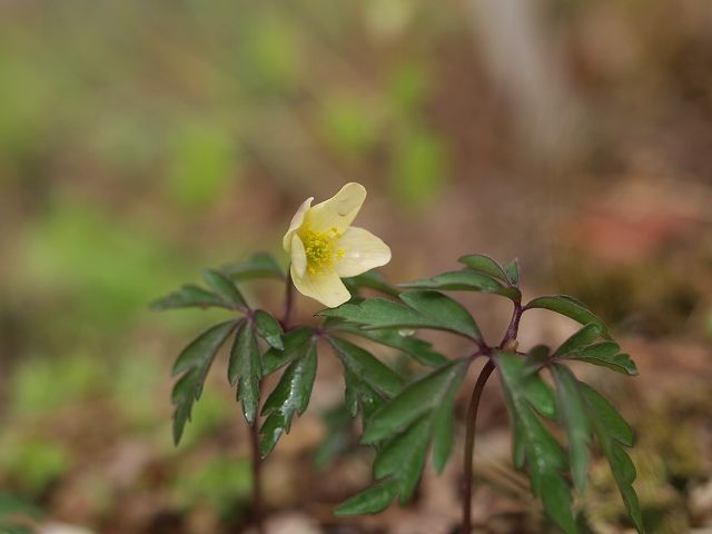 続２０１２年庭に咲いた花２