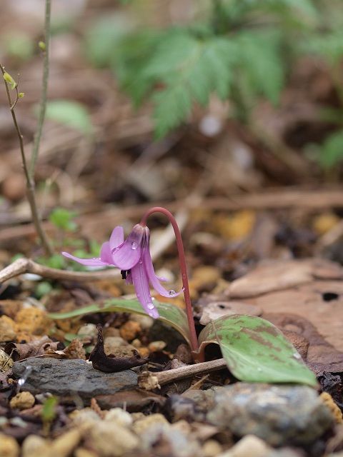 続２０１２年庭に咲いた花３