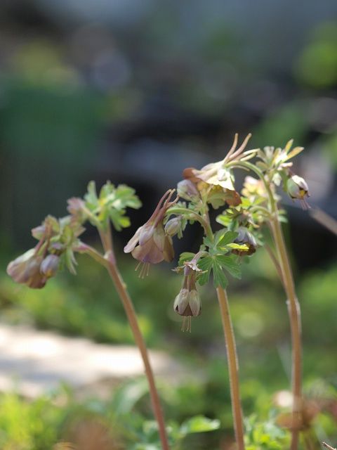 続２０１２年庭に咲いた花４