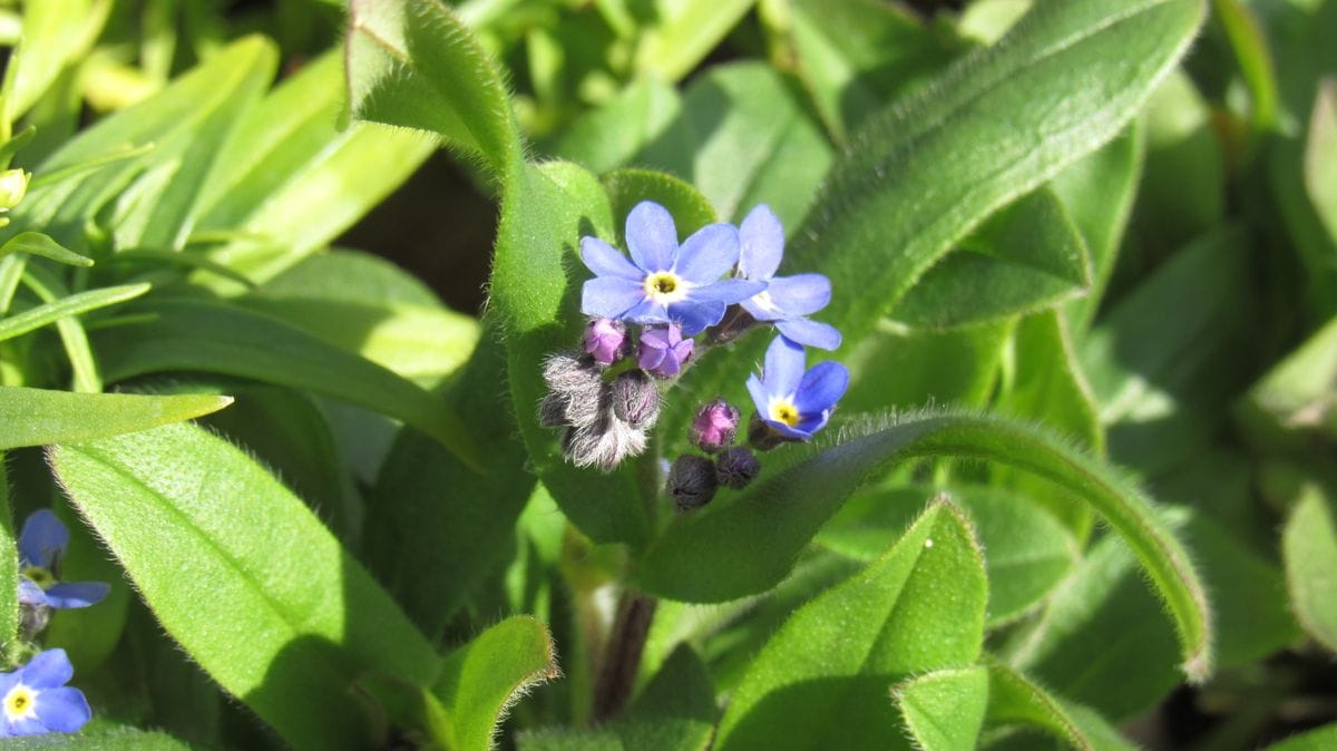 庭の花いろいろ