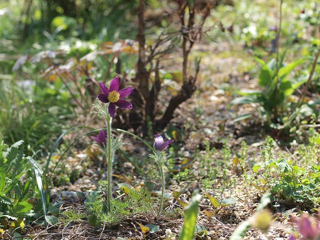 続２０１２年庭に咲いた花７