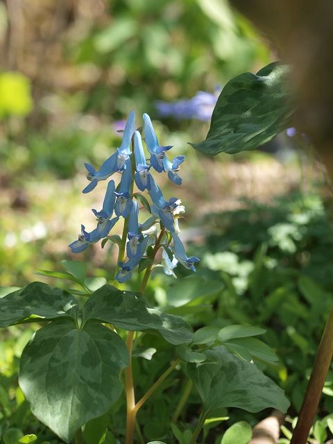 続２０１２年庭に咲いた花８