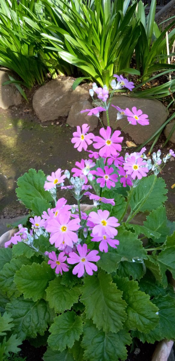 小さな庭の小さな花ばな