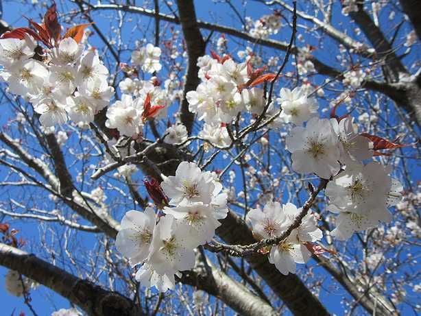 山　桜