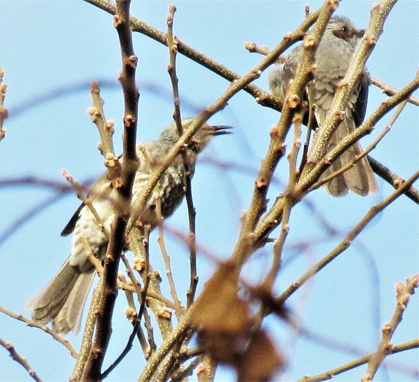 空き地の樹『南京ハゼ』で鳴く鳥約１０羽