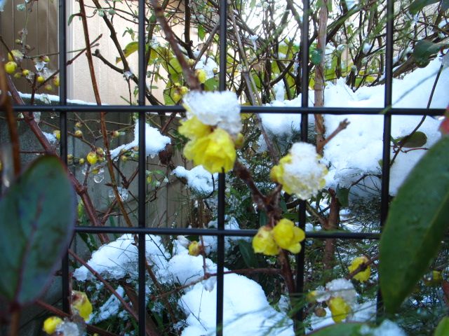 元旦はべちゃべちゃの雪景色