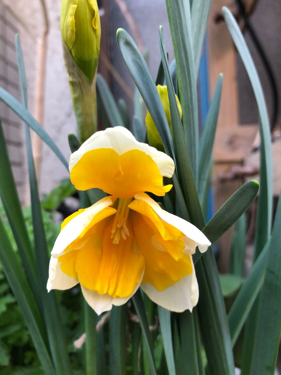 バタフライ水仙の初花