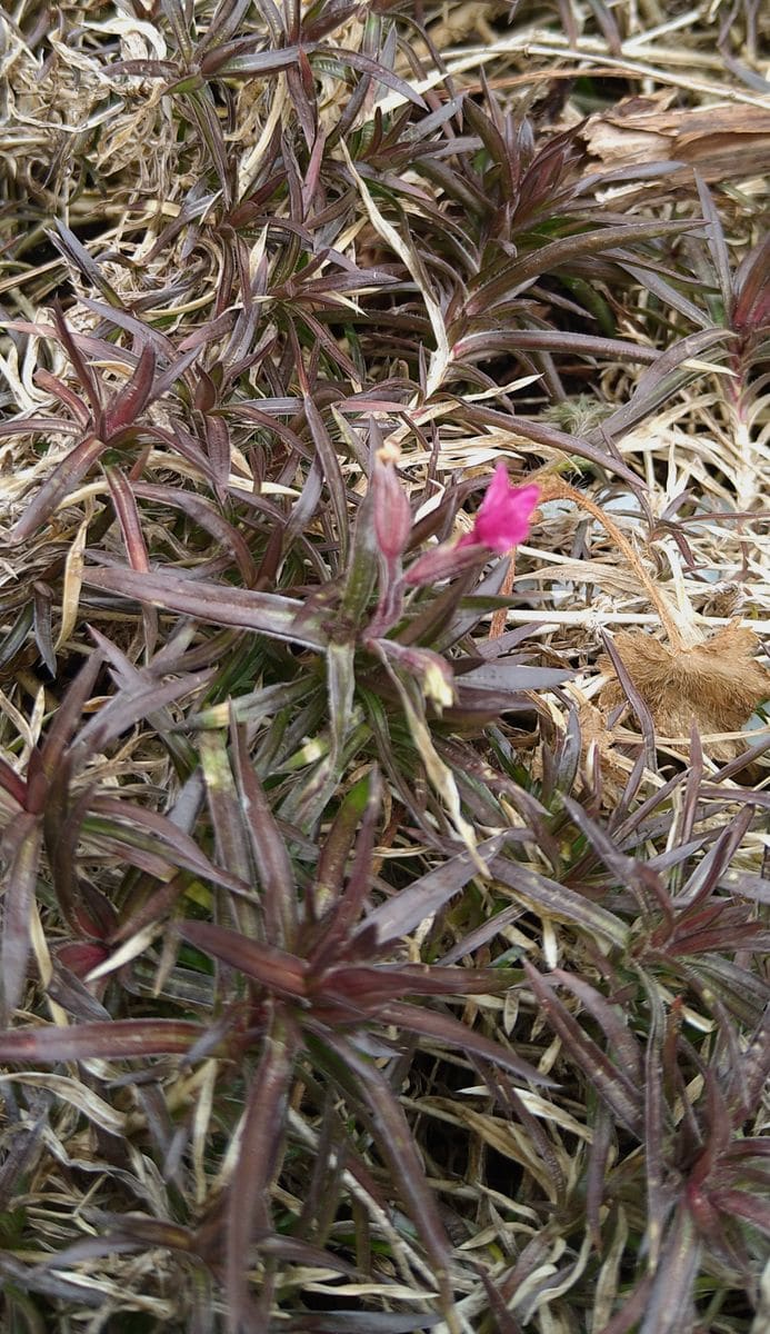 芝桜　フライング！