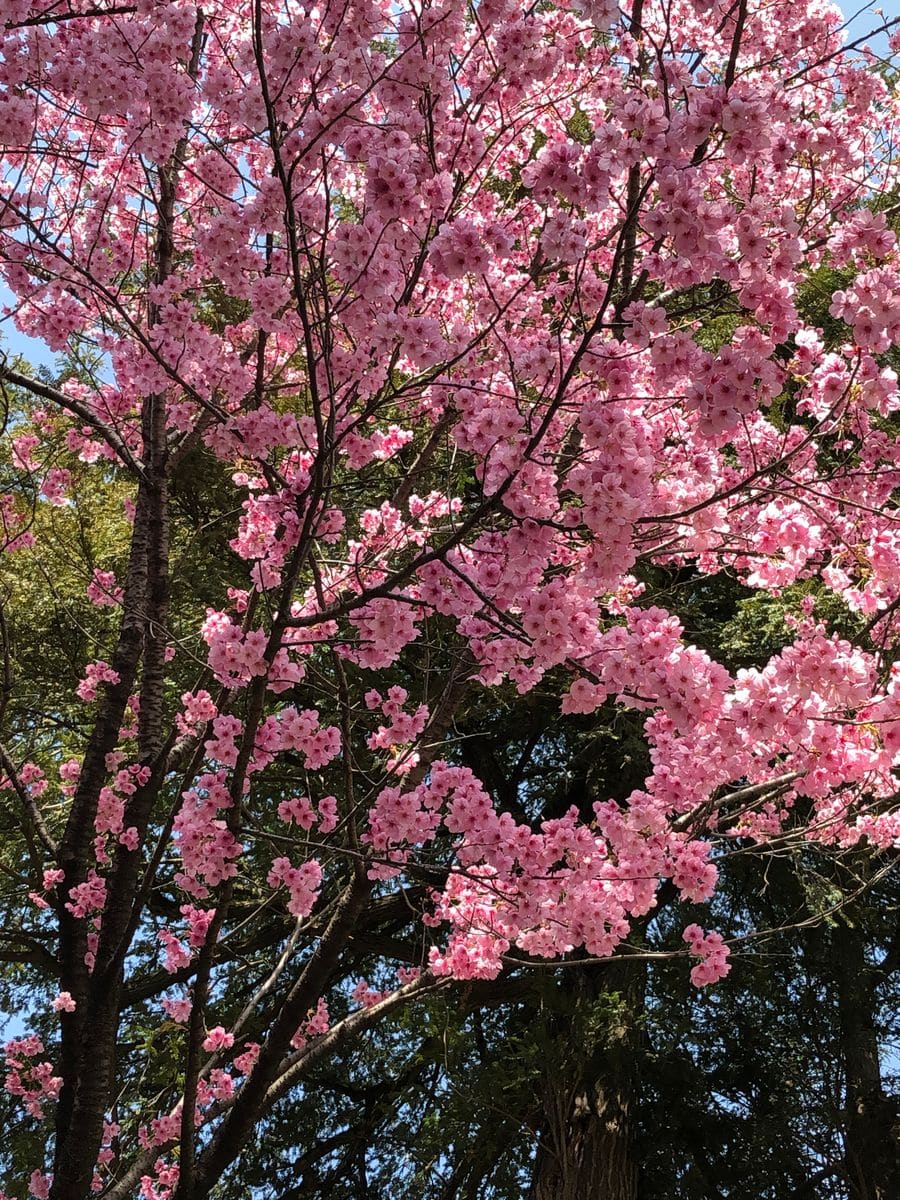 駒込富士の桜