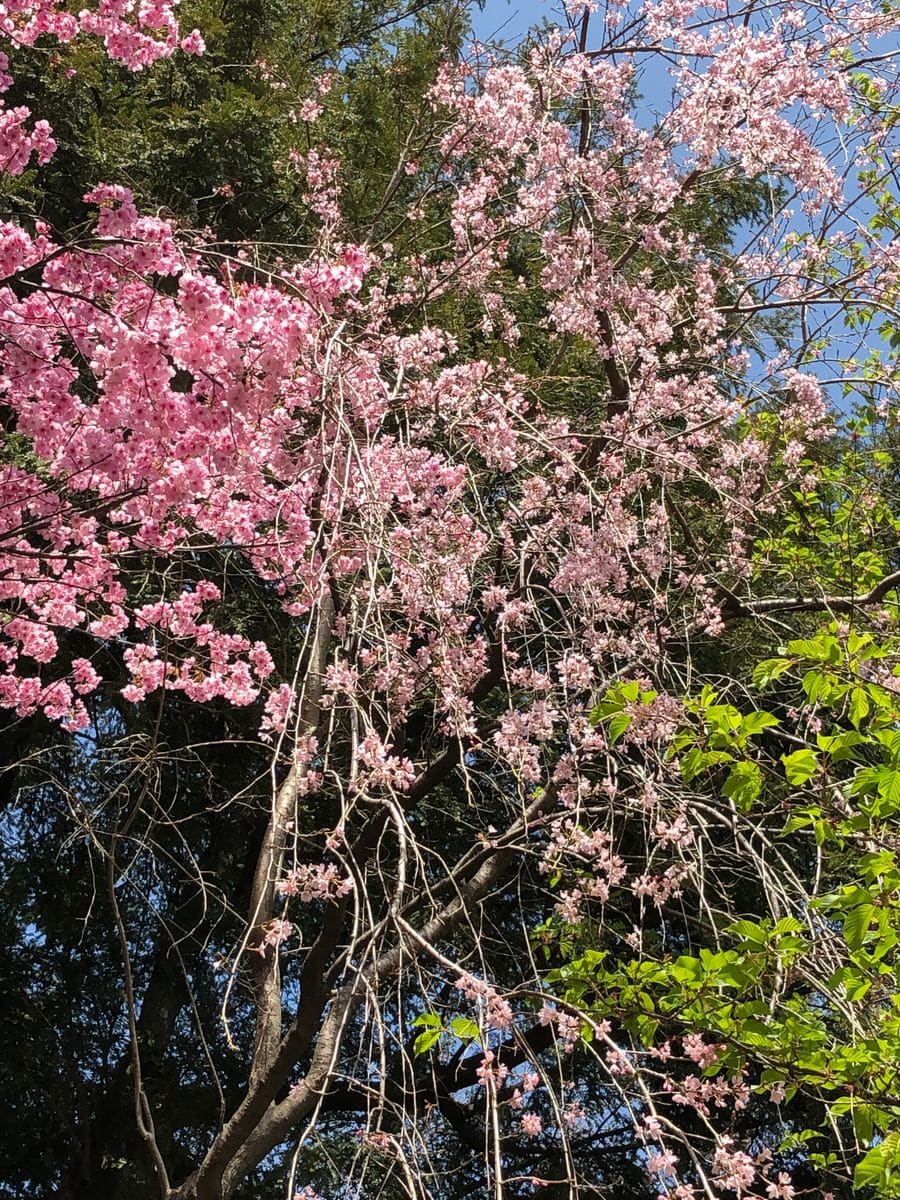 駒込富士の桜