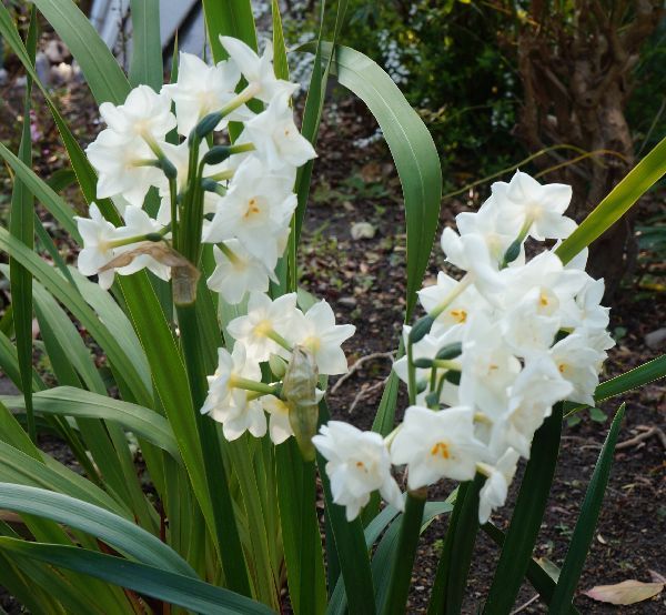 地植えの水仙咲き始め