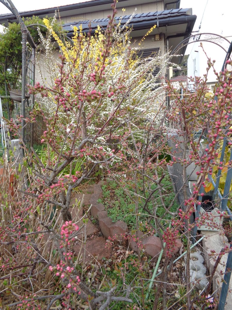 ニワウメ、やっと一輪🌸