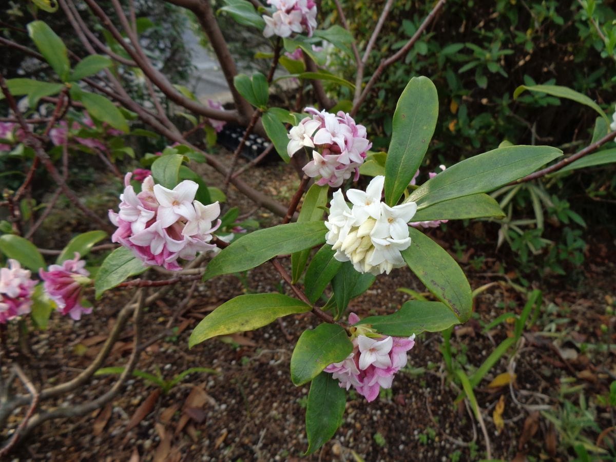 ニワウメ、やっと一輪🌸