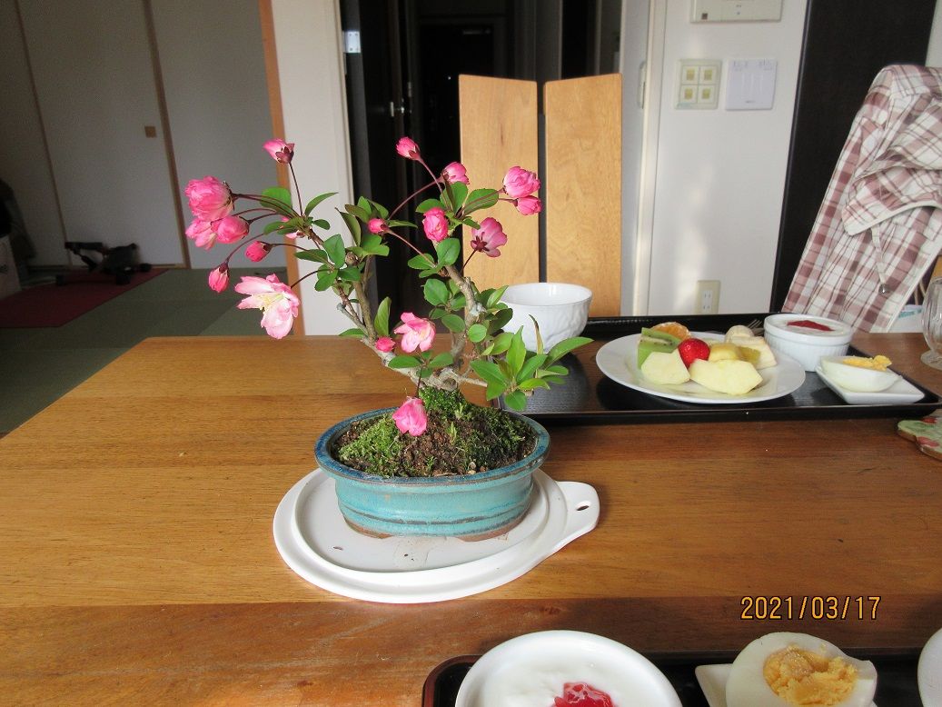 食卓上のお花『花海棠』