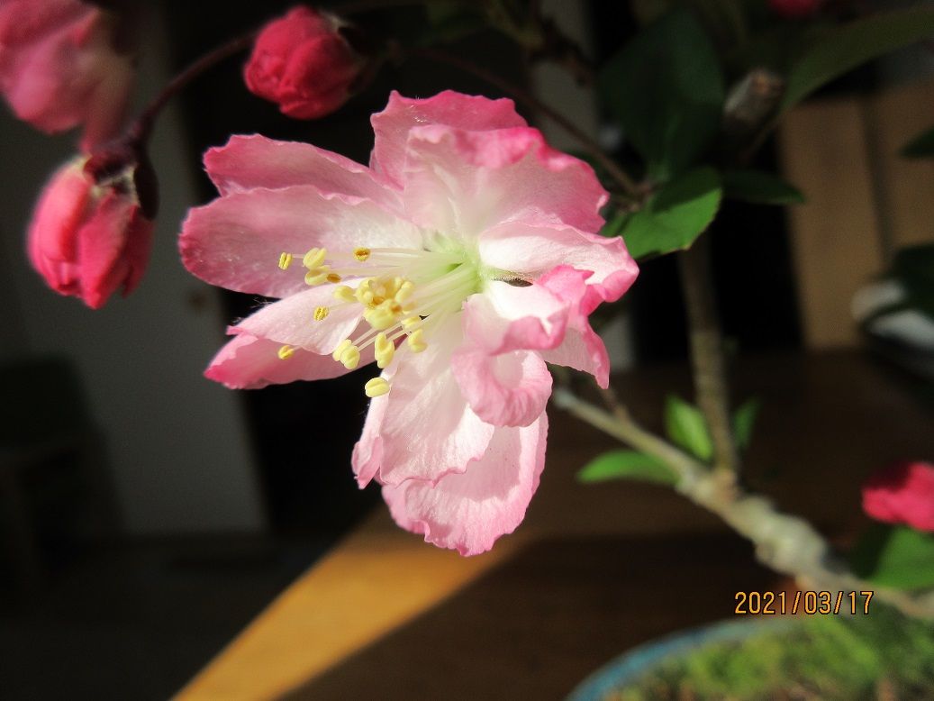 食卓上のお花『花海棠』