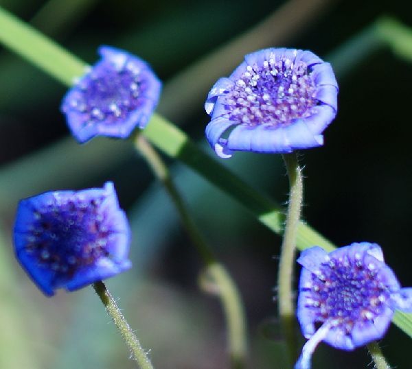 MF撮影練習中～50mm F1.4　「BOKEH」