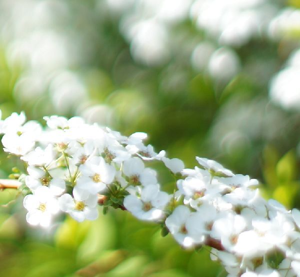 MF撮影練習中～50mm F1.4　「BOKEH」