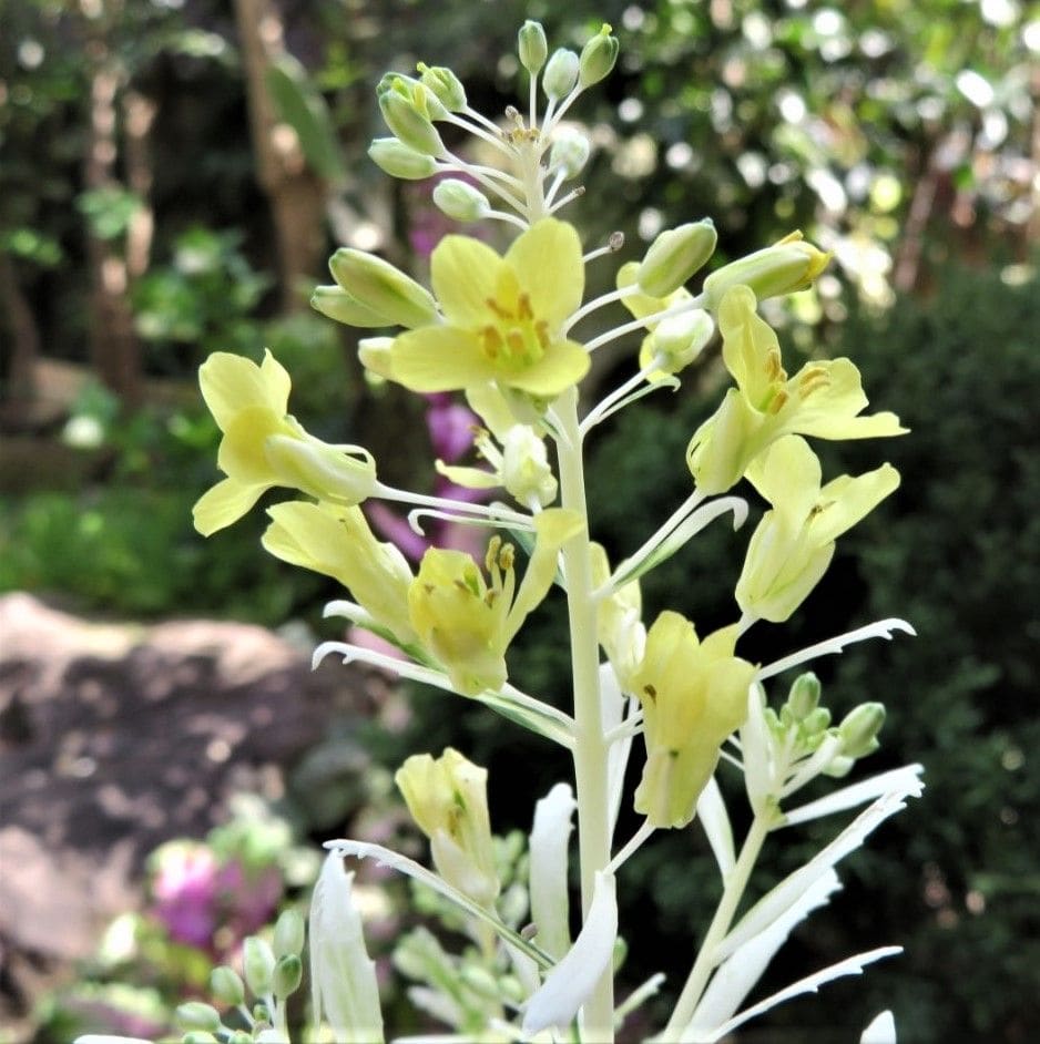 🌻今日の花たち🌻その38