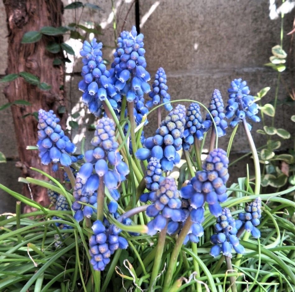 🌻今日の花たち🌻その38