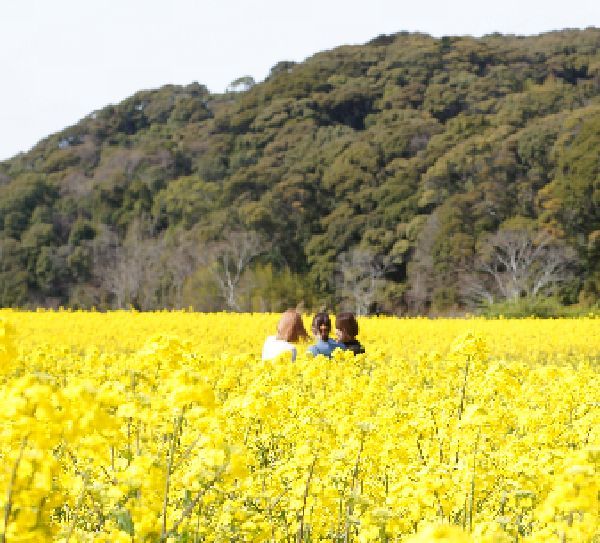 菜の花畑でMF撮影は撃沈!　①