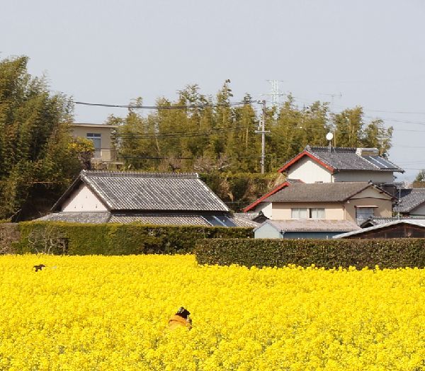 菜の花畑でMF撮影は撃沈!　①